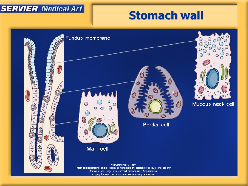 Stomach wall Main cell Border cell Mucous neck cell Fundus membrane